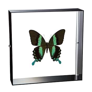 美麗オオルリアゲハの置物 美麗オオルリアゲハの置物 papilio ulysses
